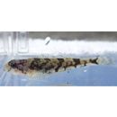 Cottus nozawae Snyder, 1911