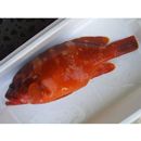 Epinephelus fasciatus (Forsskal, 1775)