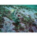 Bero elegans (Steindachner, 1881)