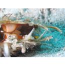 Lubricogobius exiguus Tanaka, 1915