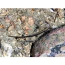 Festucalex erythraeus (Gilbert, 1905)