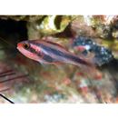 Apogon semiornatus Peters, 1876