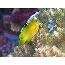 Stegastes obreptus (Whitley, 1948)