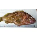 Epinephelus akaara (Temminck et Schlegel, 1842)