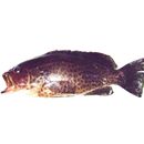 Epinephelus areolatus (Forsskal, 1775)