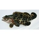 Epinephelus macrospilos (Bleeker, 1855)