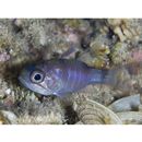 Nectamia bandanensis (Bleeker, 1854)