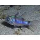 Nectamia bandanensis (Bleeker, 1854)