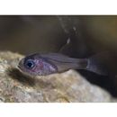 Nectamia bandanensis (Bleeker, 1854)