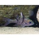 Pristicon trimaculatus (Cuvier, 1828)