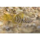 Priolepis semidoliata (Valenciennes, 1837)