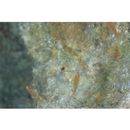 Trimma taylori Lobel, 1979