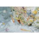 Trimma taylori Lobel, 1979