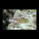 Stanulus talboti Springer, 1968