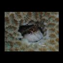 Stanulus talboti Springer, 1968