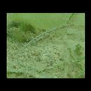 Urocampus nanus Gunther, 1870