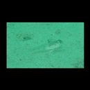 Gobiidae, indeterminate genus et species