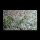 Monacanthidae, indet. gen. & sp