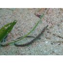 Hippichthys (Hippichthys) cyanospilus (Bleeker, 1854)