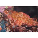 Scorpaenodes albaiensis (Evermann et Seale, 1907)