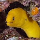 Gymnothorax melatremus Schultz, 1953