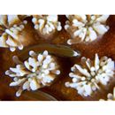 Bulbonaricus davaoensis (Herald, 1953)