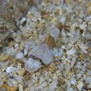 Platycephalidae, indet. gen. & sp