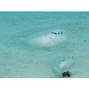 Iniistius pentadactylus (Linnaeus, 1758)