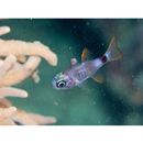 Nectamia bandanensis (Bleeker, 1854)