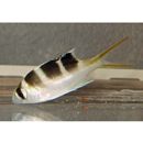 Monotaxis grandoculis (Forsskal, 1775)