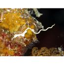 Kyonemichthys rumengani Gomon, 2007