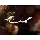 Kyonemichthys rumengani Gomon, 2007