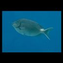 Siganus punctatus (Schneider, 1801)