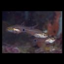 Apogon ocellicaudus Allen, Kuiter et Randall, 1994