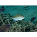 Pristotis obtusirostris (Gunther, 1862)