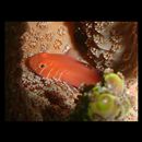 Gobiodon quinquestrigatus (Valenciennes, 1837)