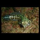 Parapercis kamoharai Schultz, 1966