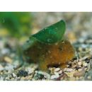 Antennarius striatus (Shaw, 1794)