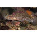 Istigobius campbelli (Jordan et Snyder, 1901)