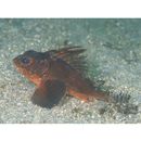 Neosebastes entaxis Jordan et Starks, 1904