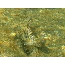 Bathygobius fuscus (Ruppell, 1830)