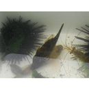 Stephanolepis cirrhifer (Temminck et Schlegel, 1850)