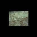 Eviota zebrina Lachner et Karnella, 1978