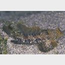 Neosynchiropus ijimae (Jordan et Thompson, 1914)