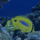 Chaetodon plebeius Cuvier, 1831