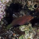 Pseudocheilinus hexataenia (Bleeker, 1857)