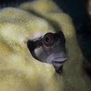 Ecsenius yaeyamaensis (Aoyagi, 1954)