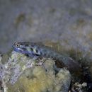 Eviota guttata Lachner et Karnella, 1978