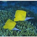 Forcipiger flavissimus Jordan et McGregor, 1898