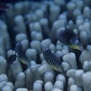 Anampses twistii Bleeker, 1856